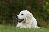GOLDEN RETRIEVER 934